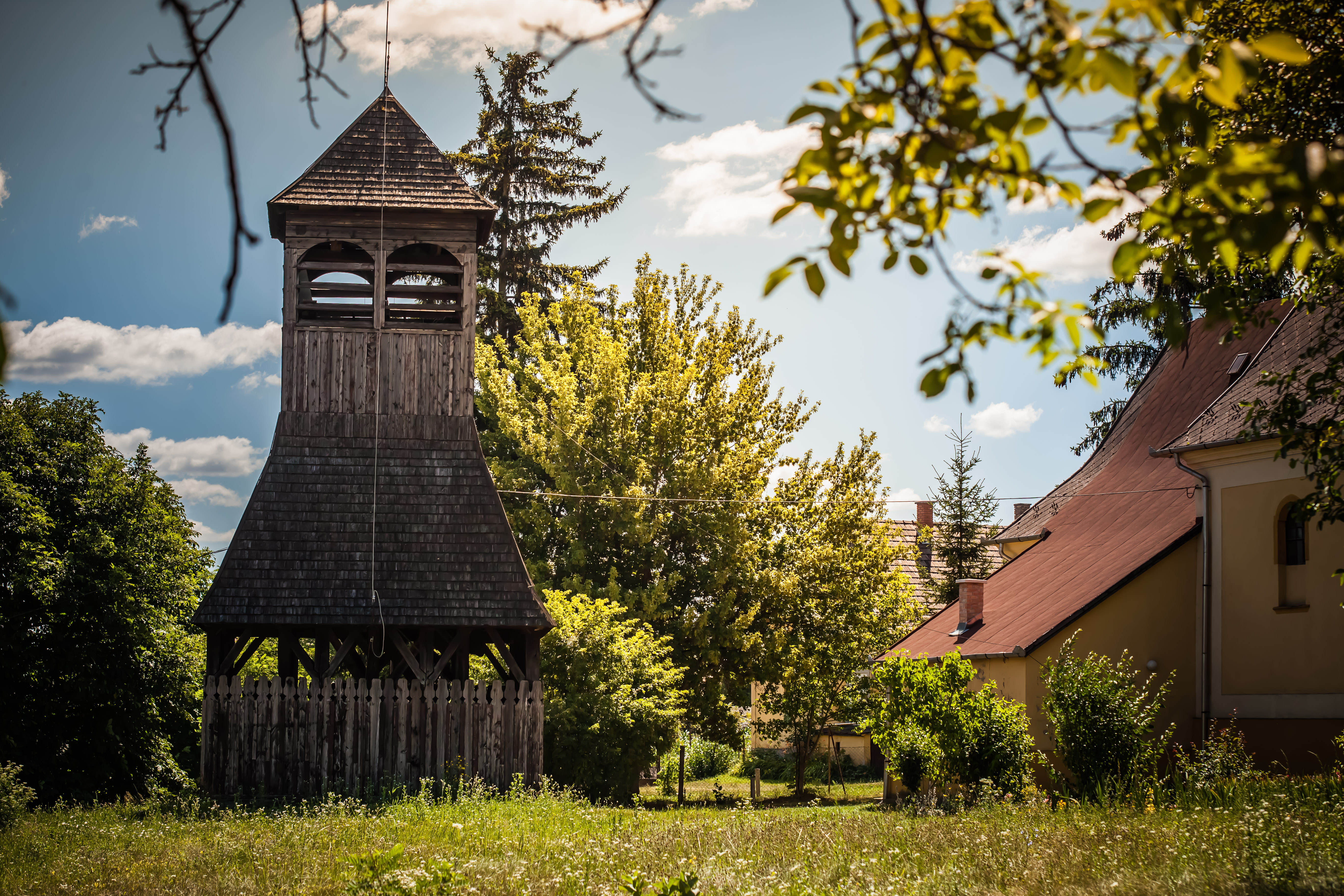 Népi harangláb (Cered)